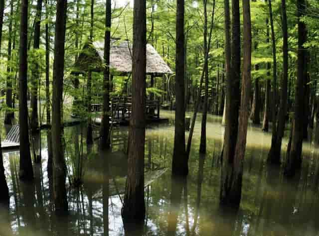 马斯克：SpaceX“可能在几年内”将星链分拆上市