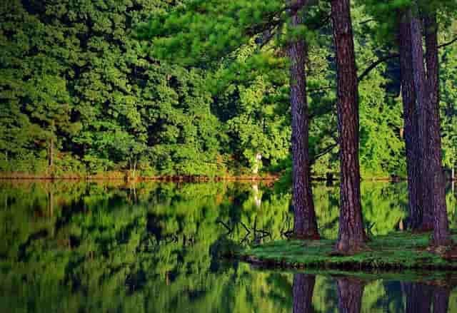 袖虎提醒遭遇骗子卖猫后主人怎么办
