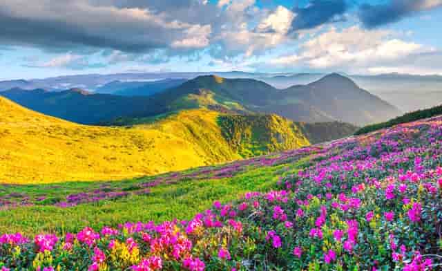 袖虎谈如何为爱猫选购猫爬架？