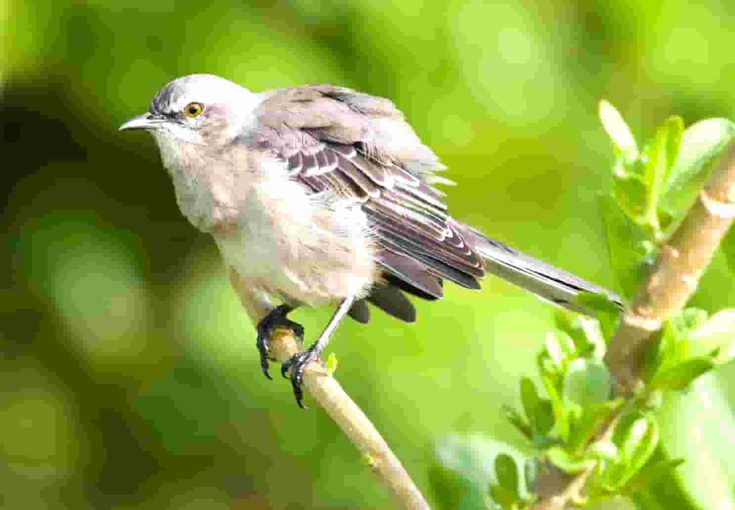 2021年人工智能的四大趋势