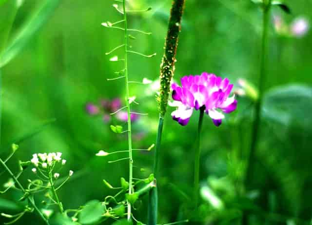 数藏圈的一匹黑马——火兔“FIRE BUNNY”