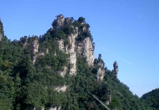 袖虎揭秘：病猫病狗也可能是过敏？怎么办？