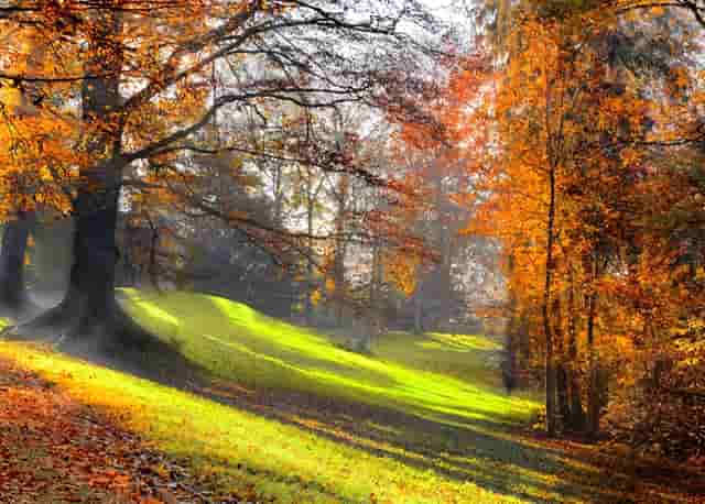 袖虎病狗攻略：不让碰爪爪？小心这是病