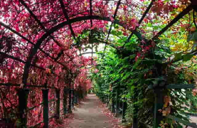 袖虎宠物教你预防黑心商人“卖猫”的诈骗套路！