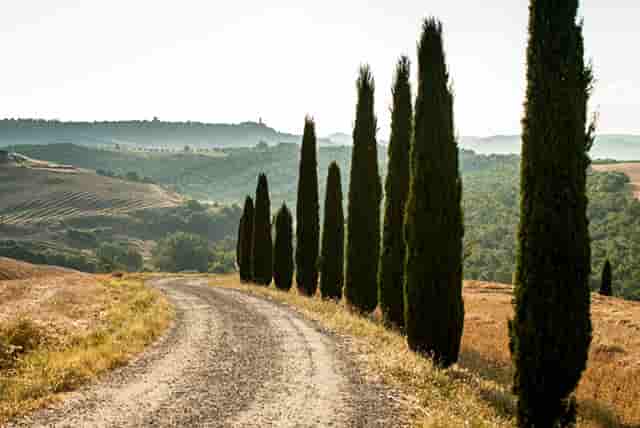 袖虎病猫攻略：猫咪突然乱拉屎怎么办