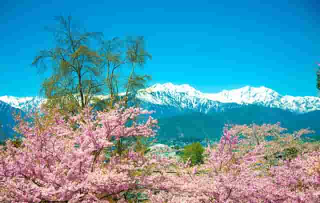 袖虎病猫攻略：猫不正常掉毛的五大原因，你知道几个？