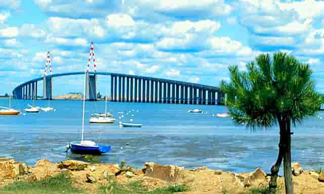 袖虎病猫攻略：老年猫常见病