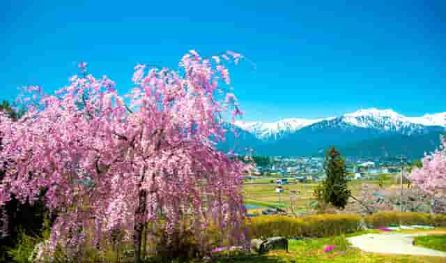 中国好舞蹈外国导师都来伴舞助阵