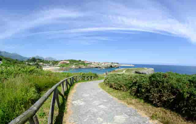 袖虎病猫攻略：为什么要给猫做绝育