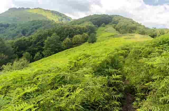 加盟热潮，袖虎宠物带你挣大钱！